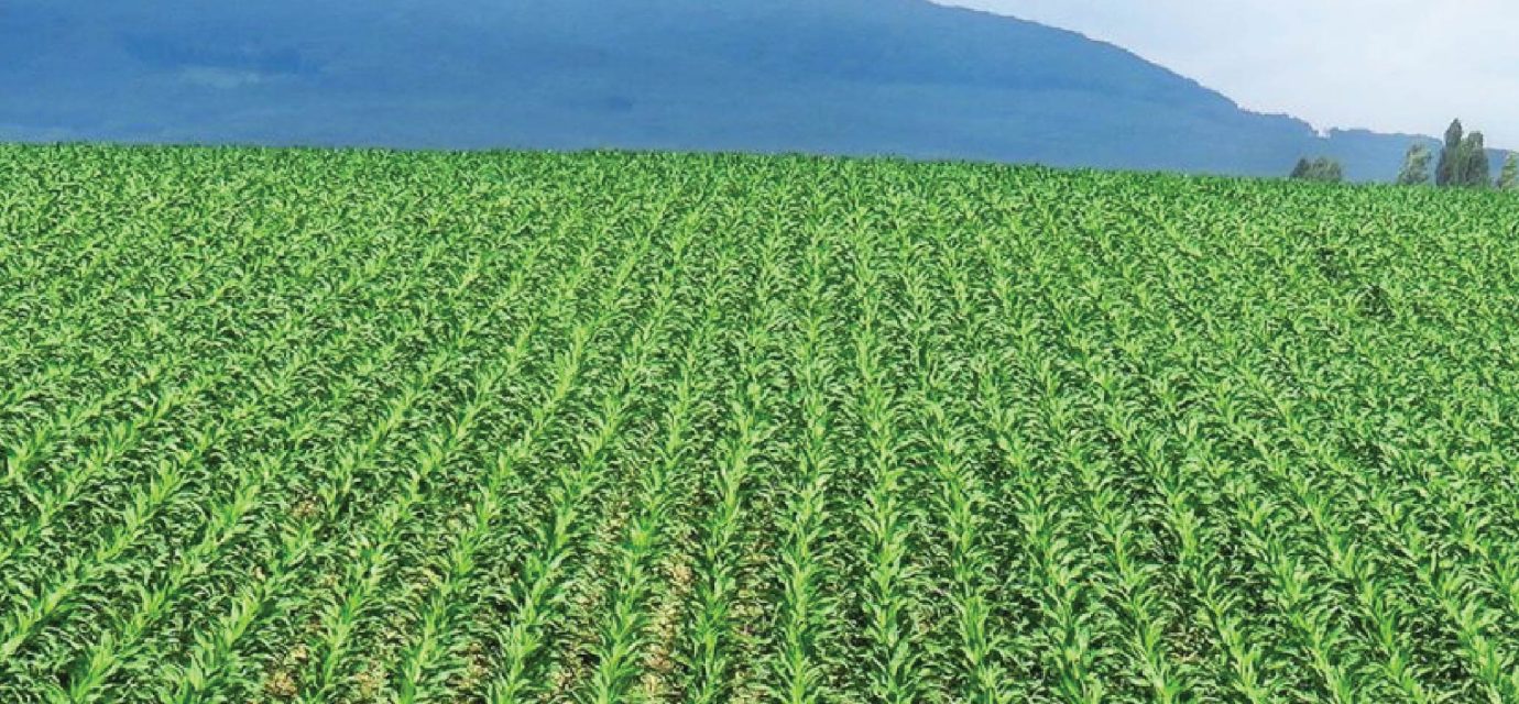 Interesting Facts About Agriculture in Kenya