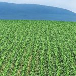 Interesting Facts About Agriculture in Kenya