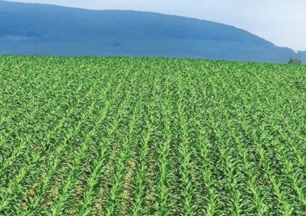 Interesting Facts About Agriculture in Kenya