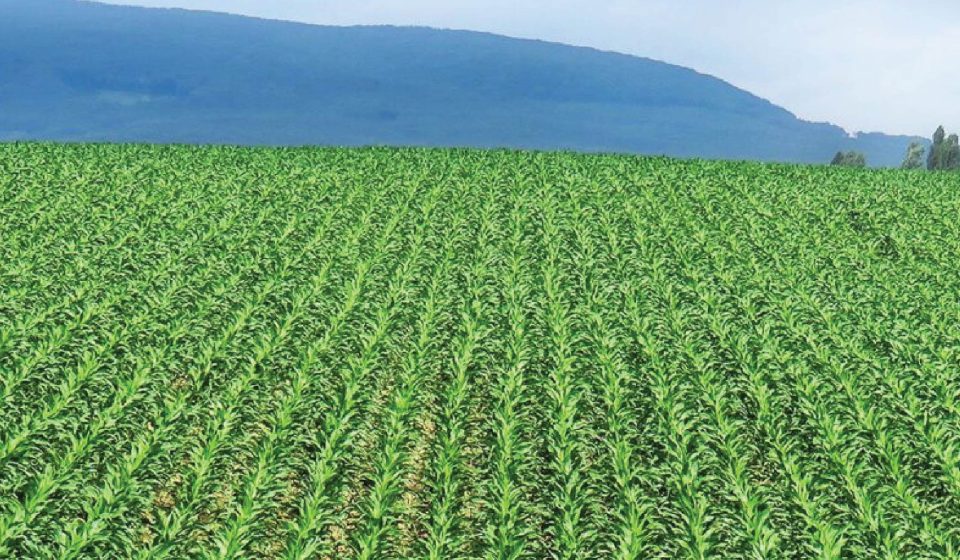 Interesting Facts About Agriculture in Kenya